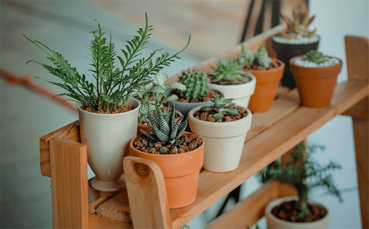 plants for decoration